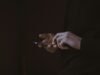 Hands holding a phone in darkness, the screen as the only source of light — illustrating compulsive phone use and screen dependency.